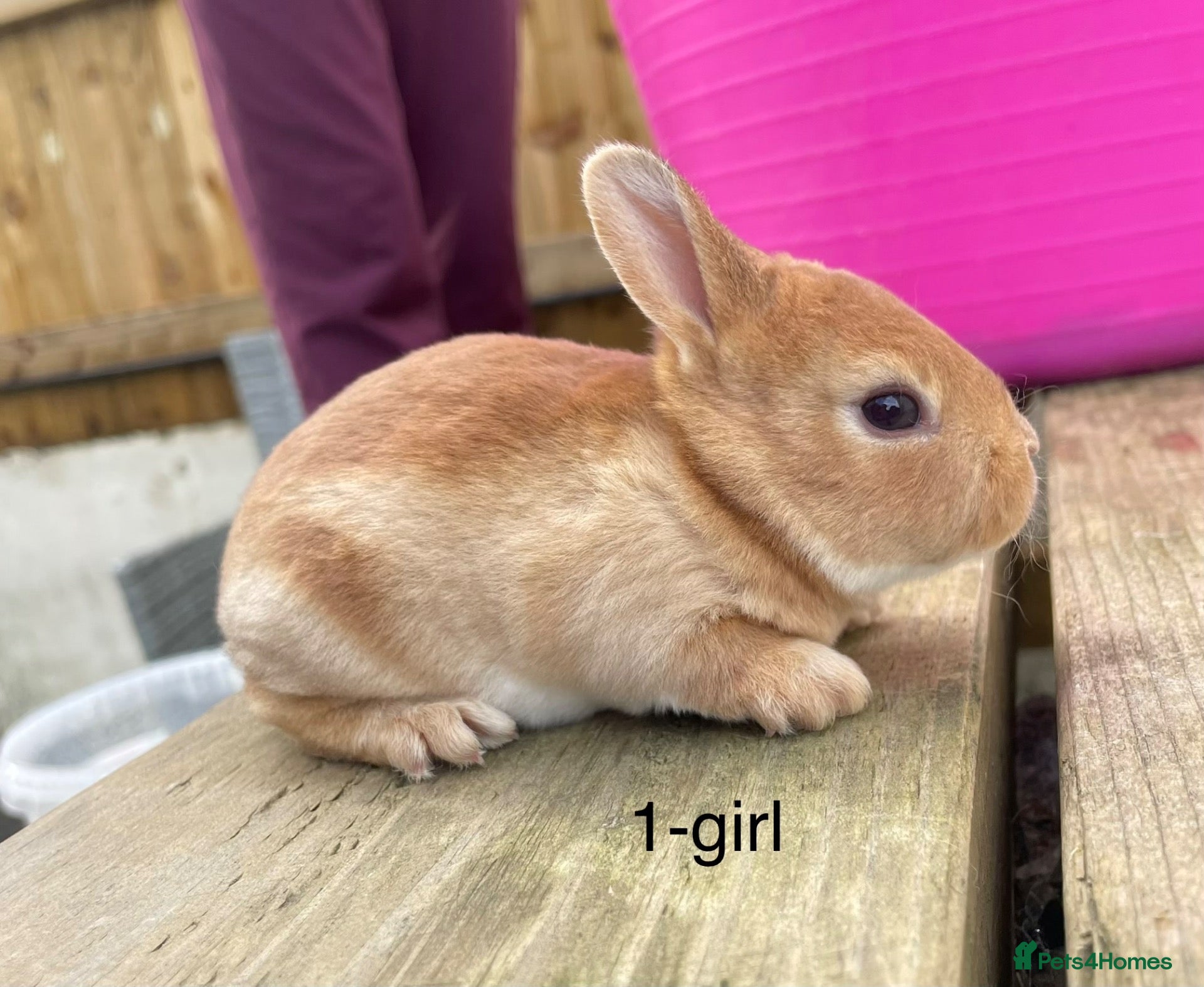 Rex rabbits Pure bred mini Rex 🐰  - Advert 2