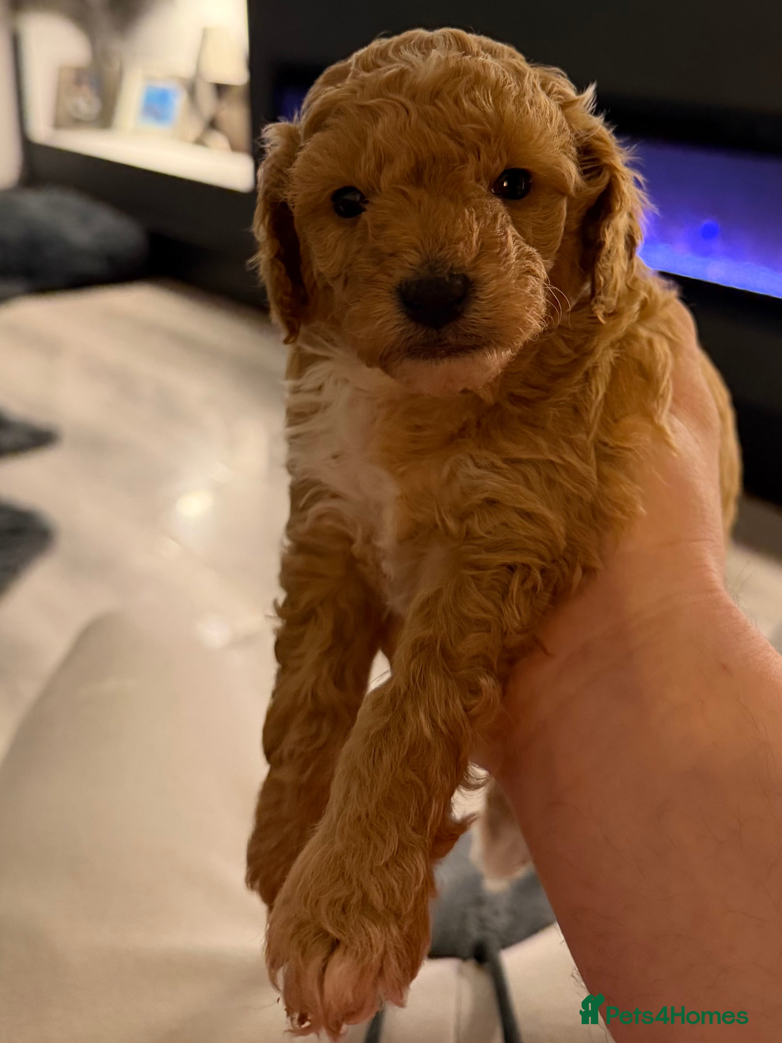 Cockapoo dogs F1B cockapoo puppies **LAST BOY REMAINING** - Advert 15