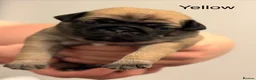Pug dogs for sale: Pug puppies  - Advert 8