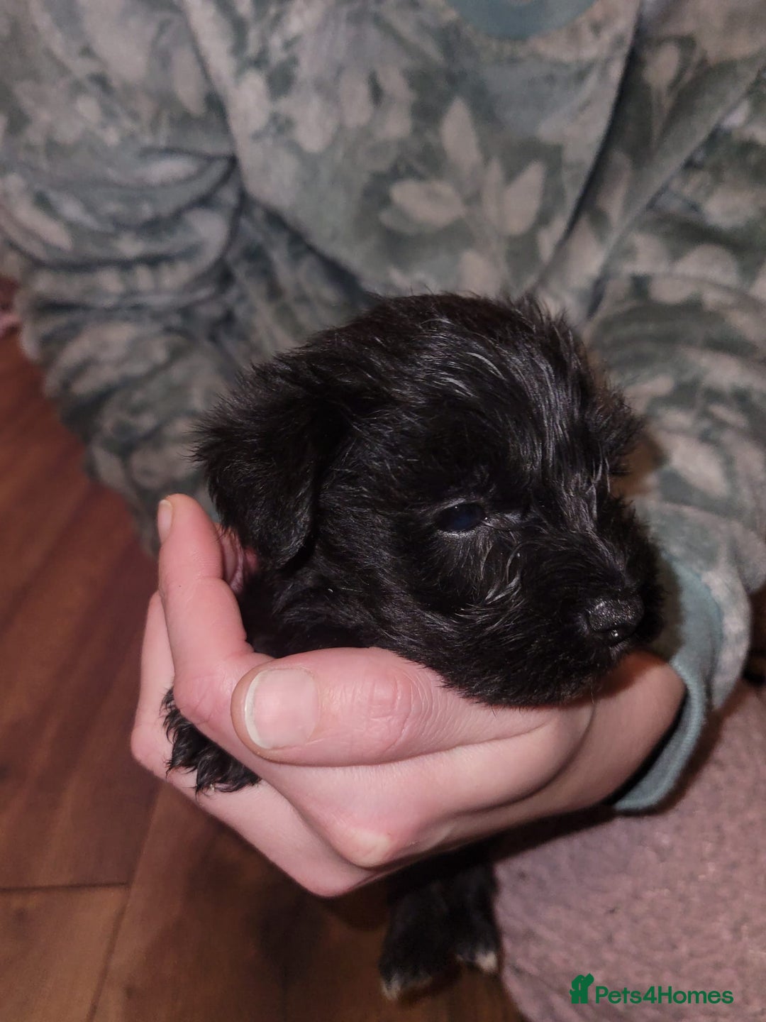 Miniature Schnauzer dogs for sale: Kc mini schnauzers - Advert 6