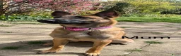 Belgian Shepherd Dog dogs for sale: 10 week old belgian malinois female puppy - Advert 8