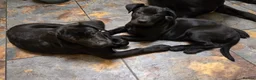 Mixed Breed dogs for sale: ONLY 3 LEFT - Corsodors - Labrador X Corso Puppies - Advert 3