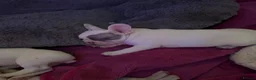 French Bulldog dogs for sale: Beautiful French Bulldog Puppies – 3 Girls & 1 Boy in Hull - Advert 6