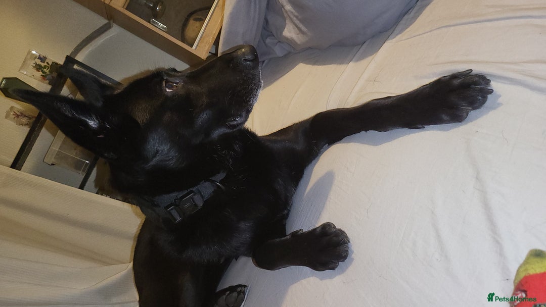 Belgian Shepherd Dog dogs for sale: Black Male Belgium Shepherd  - Image 2