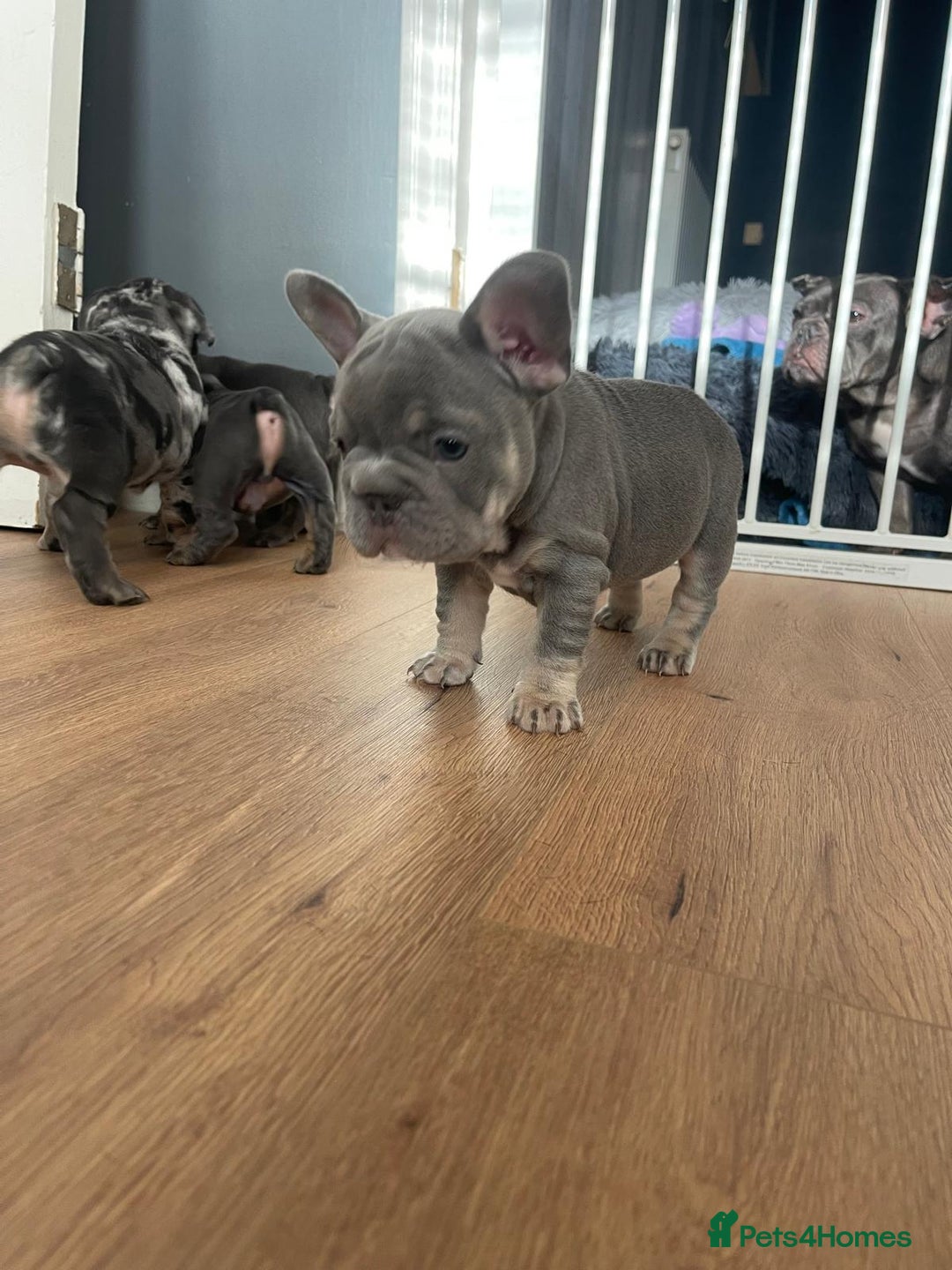 French Bulldog dogs for sale: beautiful frenchies - Image 37
