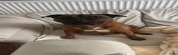 Staffordshire Bull Terrier dogs for sale: KC Reg Red Staffordshire Pups for Sale - Advert 10