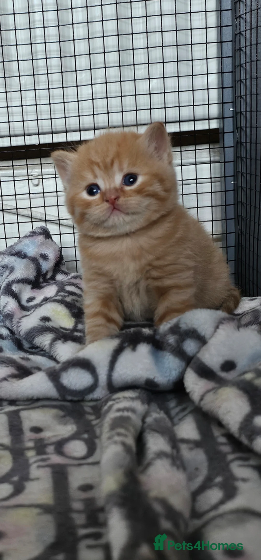 British Shorthair cats for sale: Beautiful British shorthair kittens 😸  - Advert 1