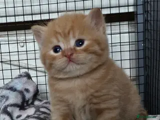 British Shorthair cats Beautiful British shorthair kittens 😸 - Advert 1