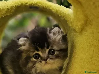 Ragdoll cats 💖 2 Beautiful Kittens 💖 - Advert 1