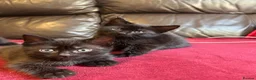 Mixed Breed cats for sale: Kittens for sale  in Grays - Advert 5