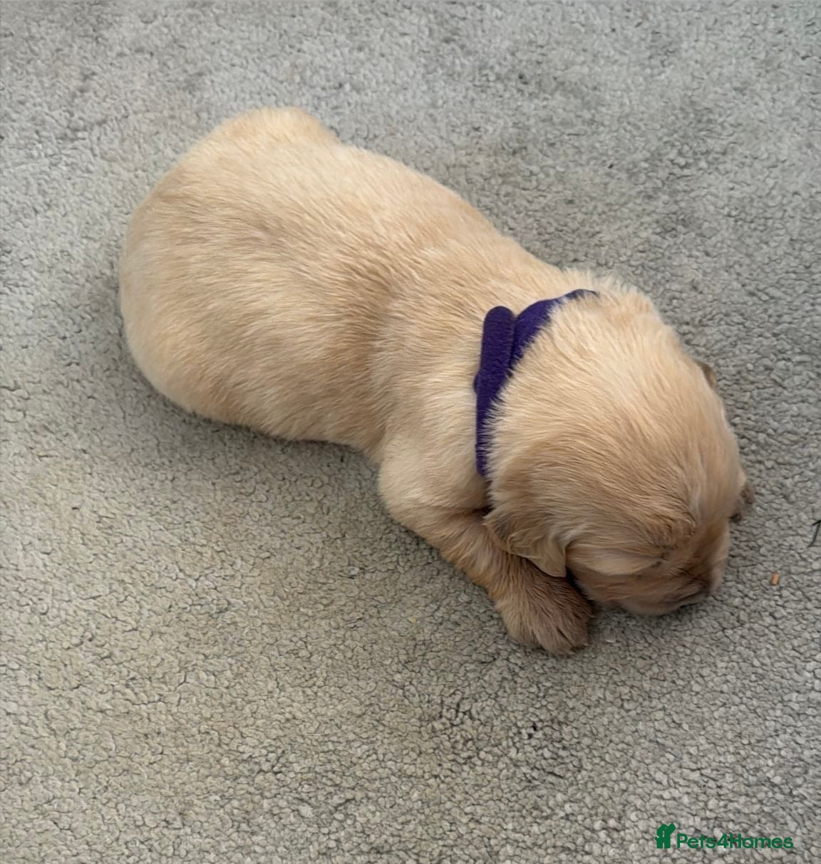 Golden Retriever dogs KC Golden Retrievers -  Health Tested Parents 🧬 - Advert 2