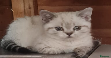 British Shorthair cats - Advert 14