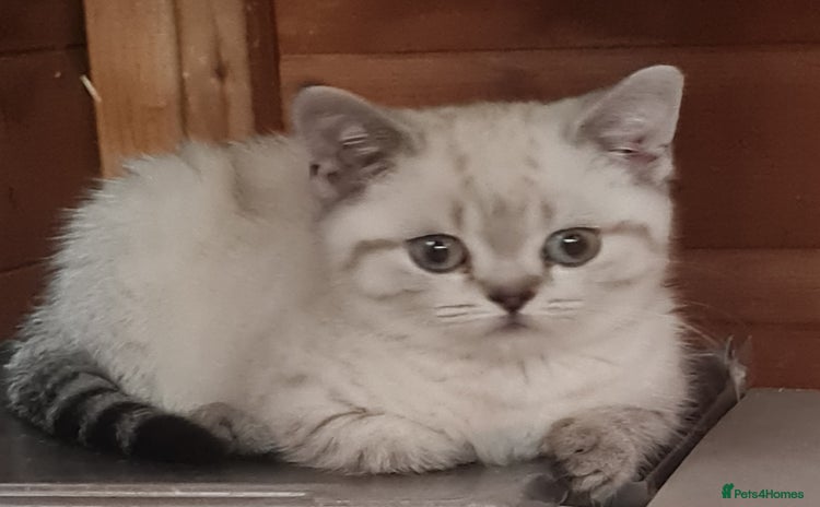 British Shorthair cats - Advert 7