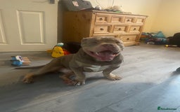 American Bully dogs for sale: Male and female  - Image 4