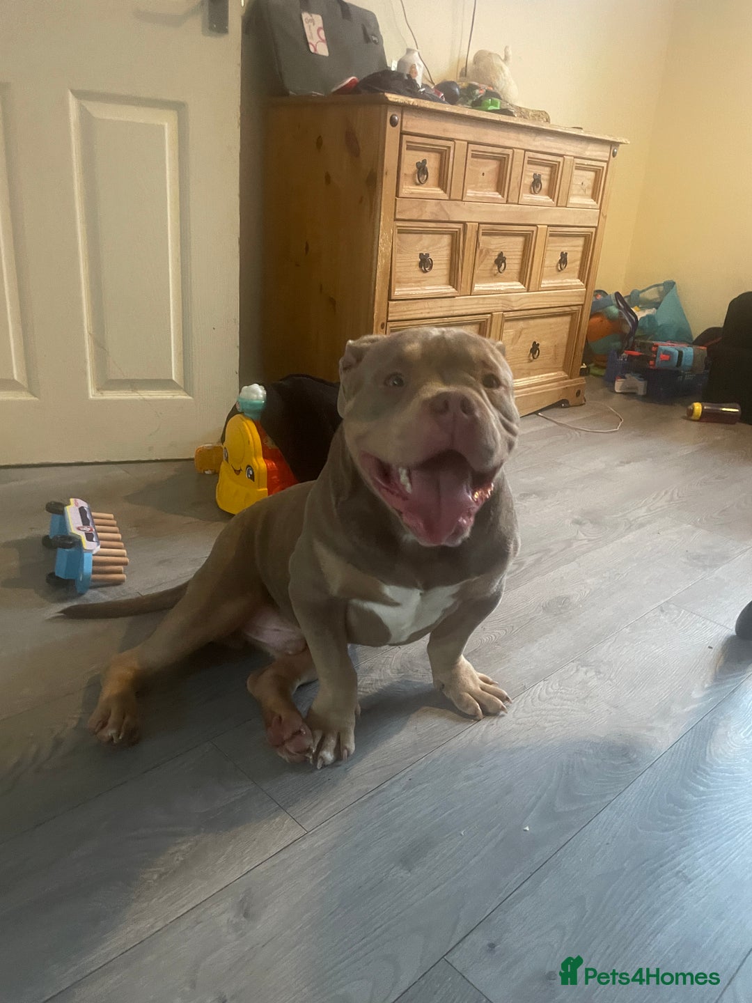 American Bully dogs for sale: Male and female  - Image 4