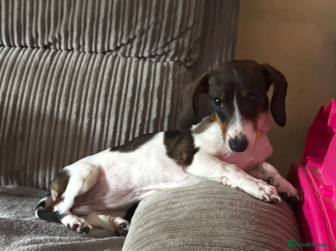 Dachshund dogs for sale: Beautiful piebald dachshund  - Advert 2