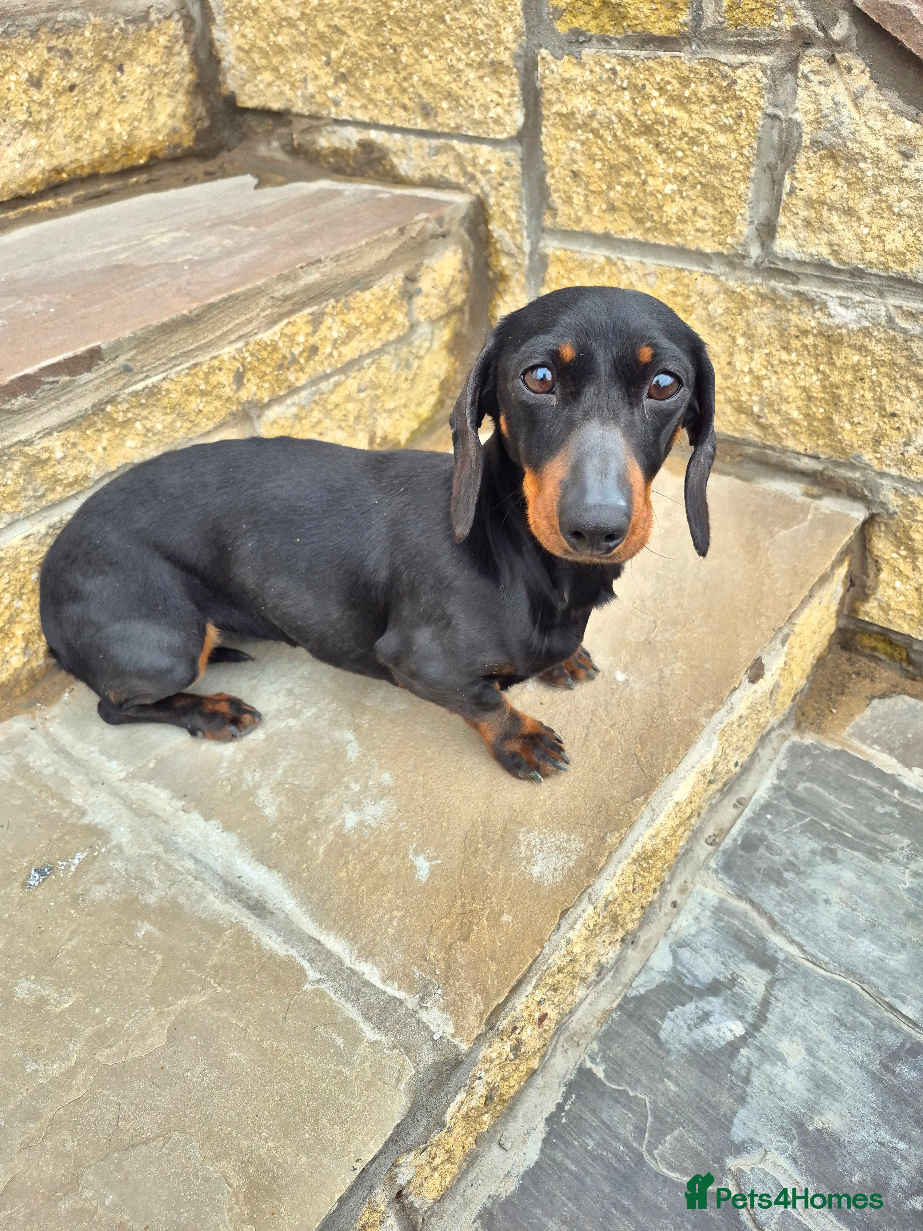 Miniature Dachshund dogs Minature daschund girl 4 sale 4yrs - Advert 2