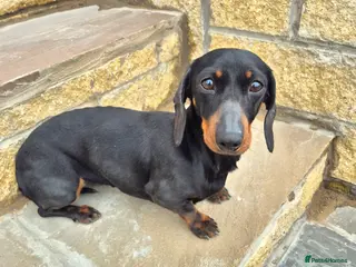 Miniature Dachshund dogs Minature daschund girl 4 sale 4yrs - Advert 12