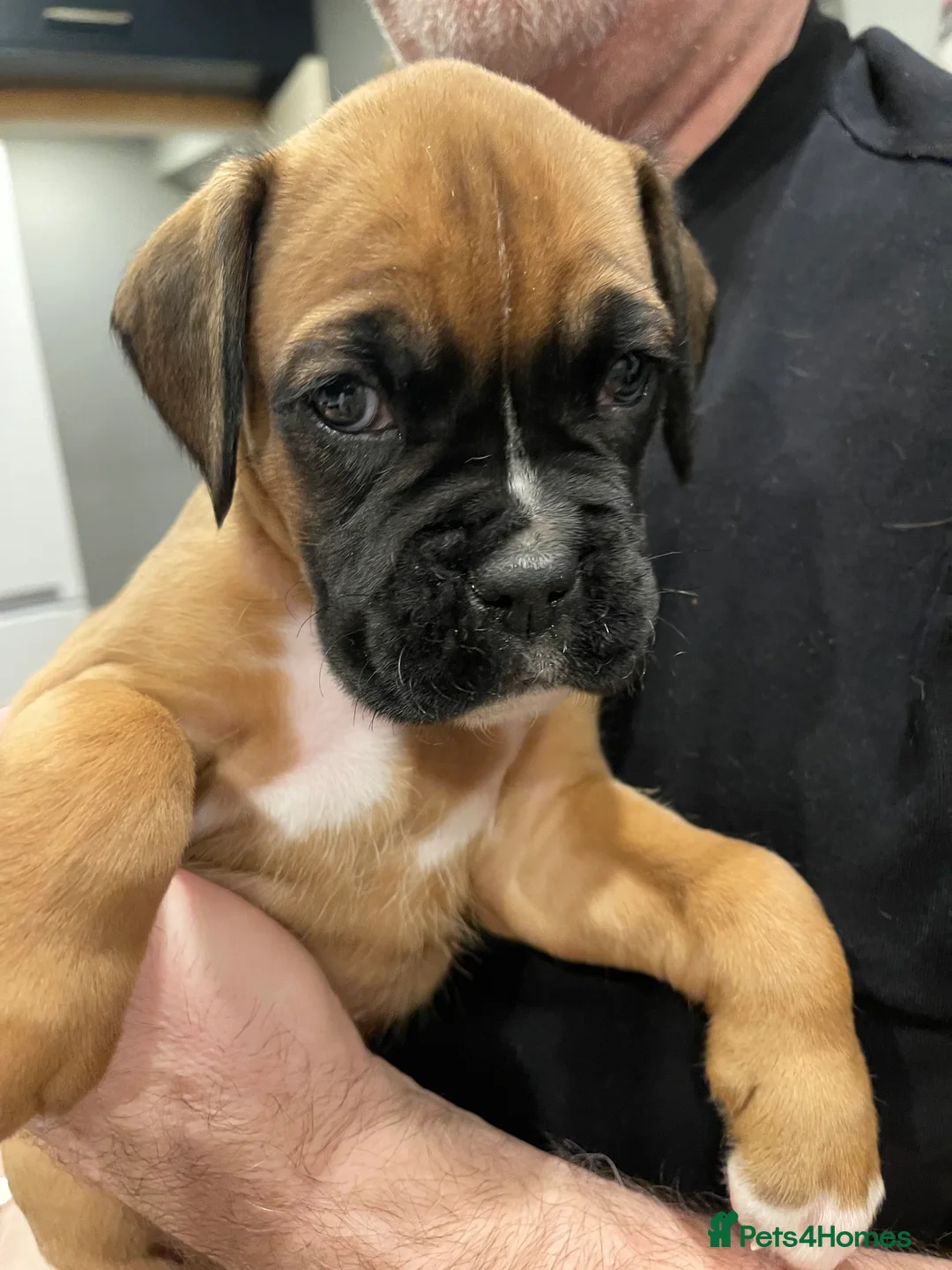 Boxer dogs for sale:  Stunning KC reg bobtailed boxers *1 girl left* - Advert 36