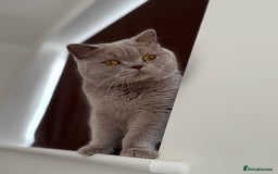 British Shorthair cats for sale: Active Lilac Champion  - Image 4