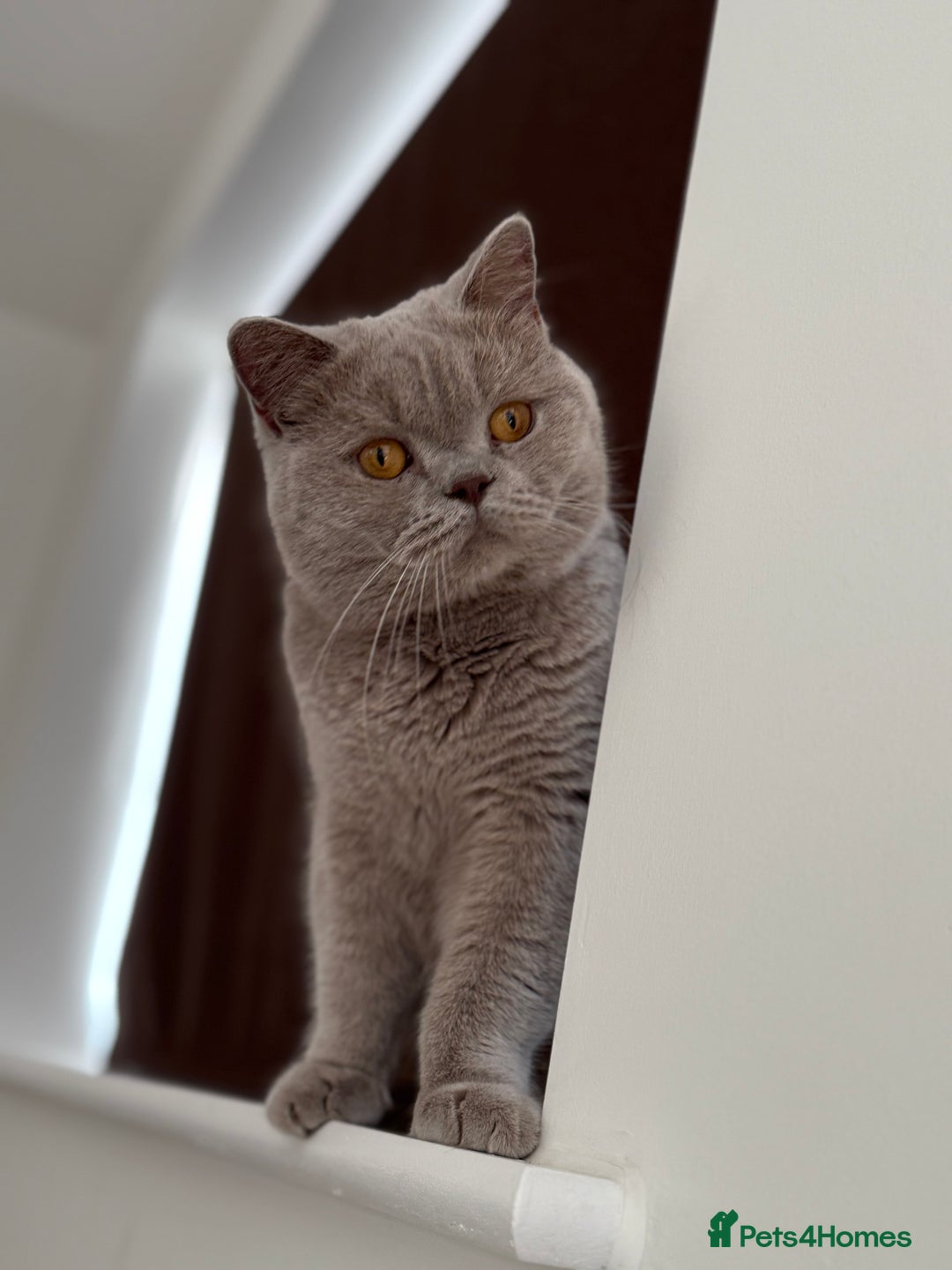 British Shorthair cats for sale: Active Lilac Champion  - Image 4