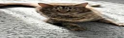 Mixed Breed cats for sale: 4 kittens  - Advert 9