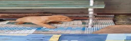 Labrador Retriever dogs for sale: K.C Reg Foxred pups  in Norwich - Advert 7