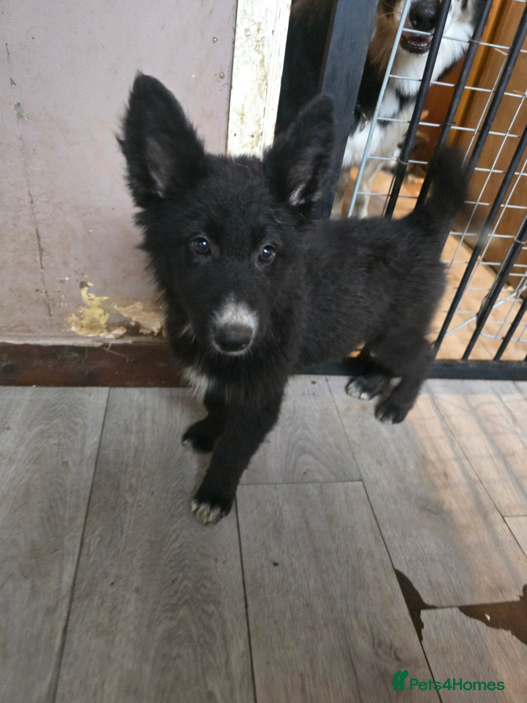 Mixed Breed dogs for sale: German Shepherd x Husky/Collie - Image 11