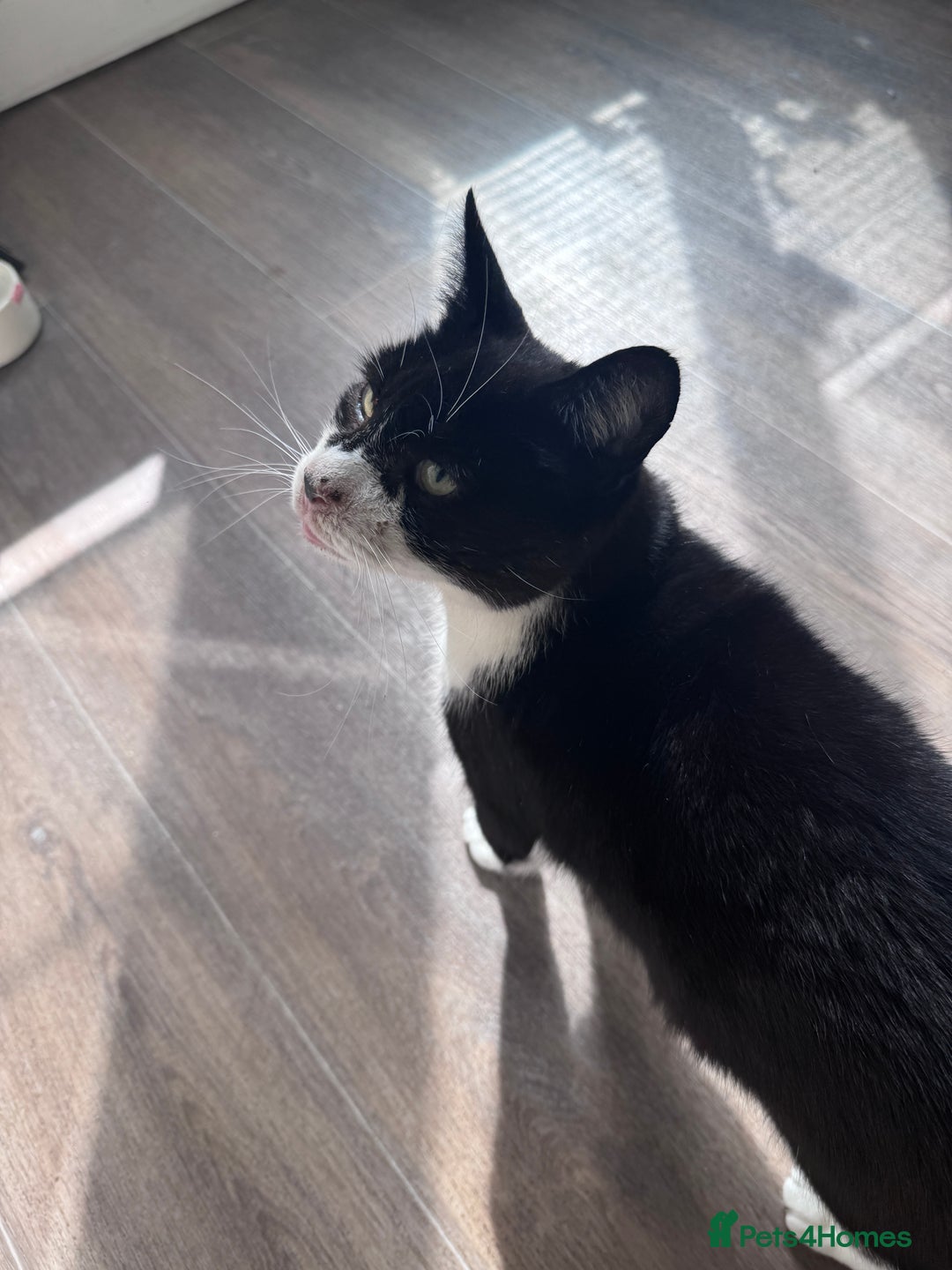 Mixed Breed cats for sale: X2 male cats Batman & Blacky - Image 20