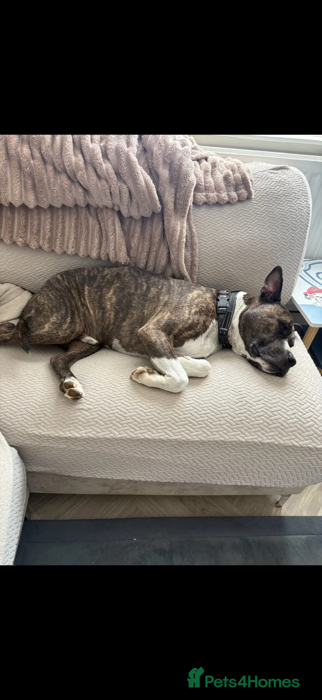 Mixed Breed dogs for sale: 10 year old Staffordshire bullmastiff in Guildford - Advert 2