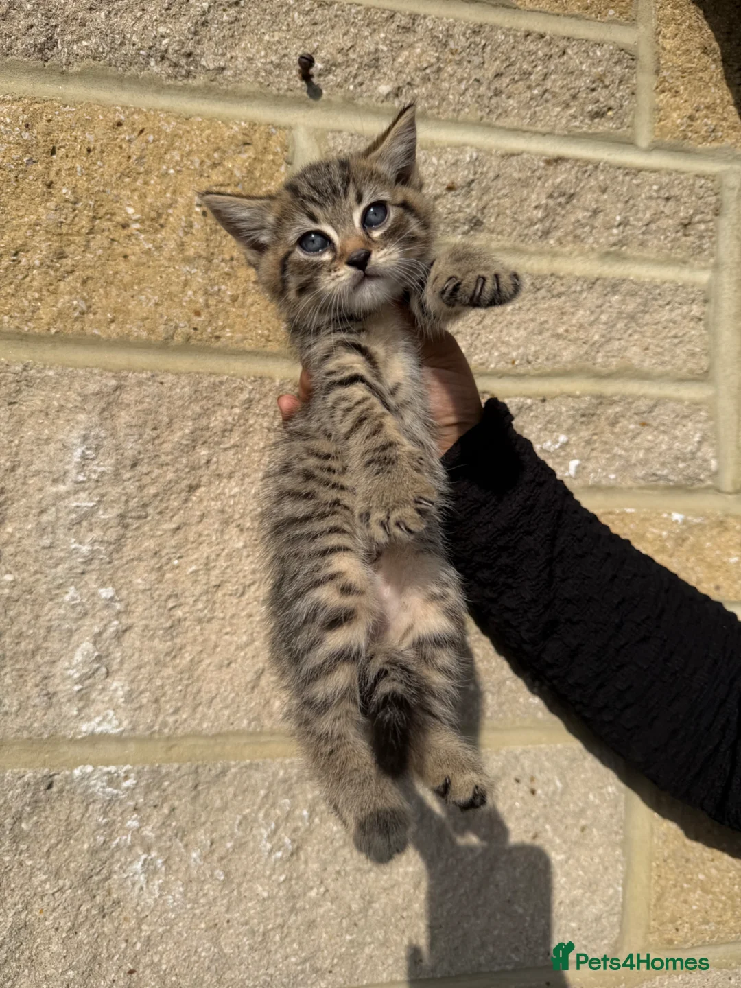 Bengal cats for sale: Bengal cross kittens  - Advert 1