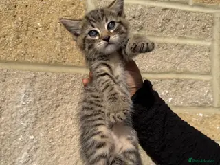 Bengal cats Bengal cross kittens - Advert 2