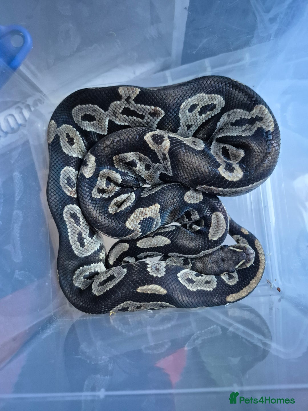 Python Snake reptiles for sale: Male Royal Pythons - Advert 4