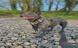 Staffordshire Bull Terrier dogs for sale: Blue Staffordshire Bull Terrier Champion Pups  - Image 16