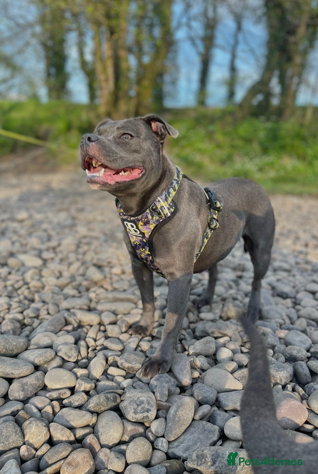 Staffordshire Bull Terrier dogs for sale: Blue Staffordshire Bull Terrier Champion Pups  - Image 16