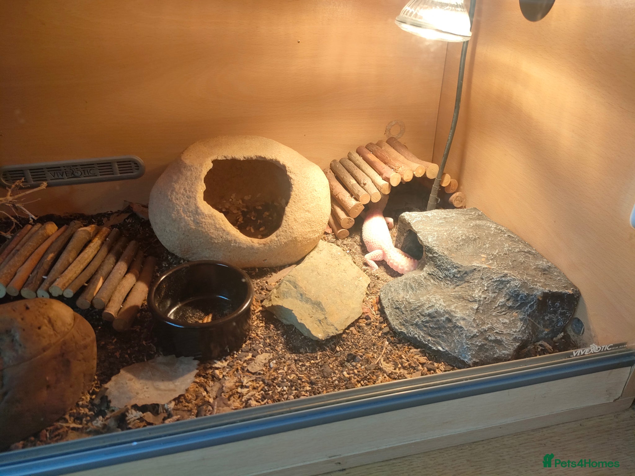 Gecko reptiles Leopard gecko  - Advert 5