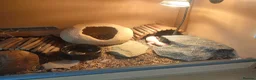 Gecko reptiles for sale: Leopard gecko  in Rowley Regis - Advert 1