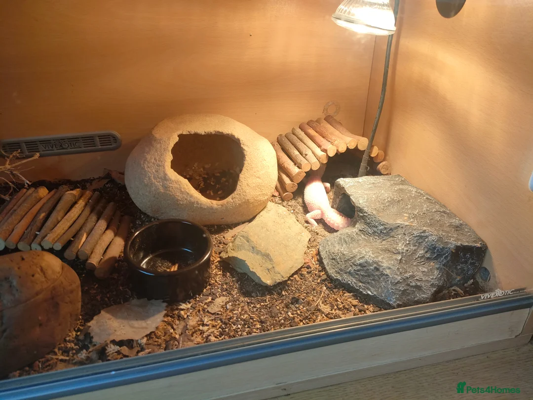 Gecko reptiles for sale: Leopard gecko  in Rowley Regis - Advert 1