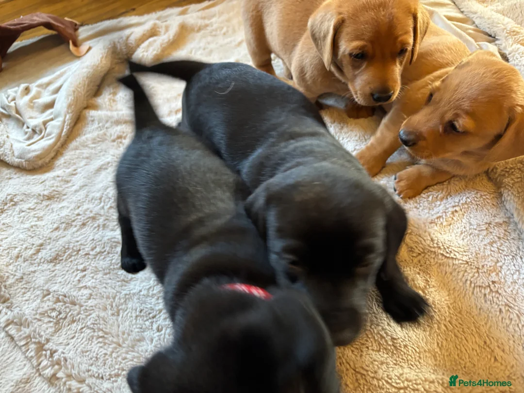Borador dogs for sale: Fox Red Labrador  Cross Border Collie  in Wellington - Advert 2