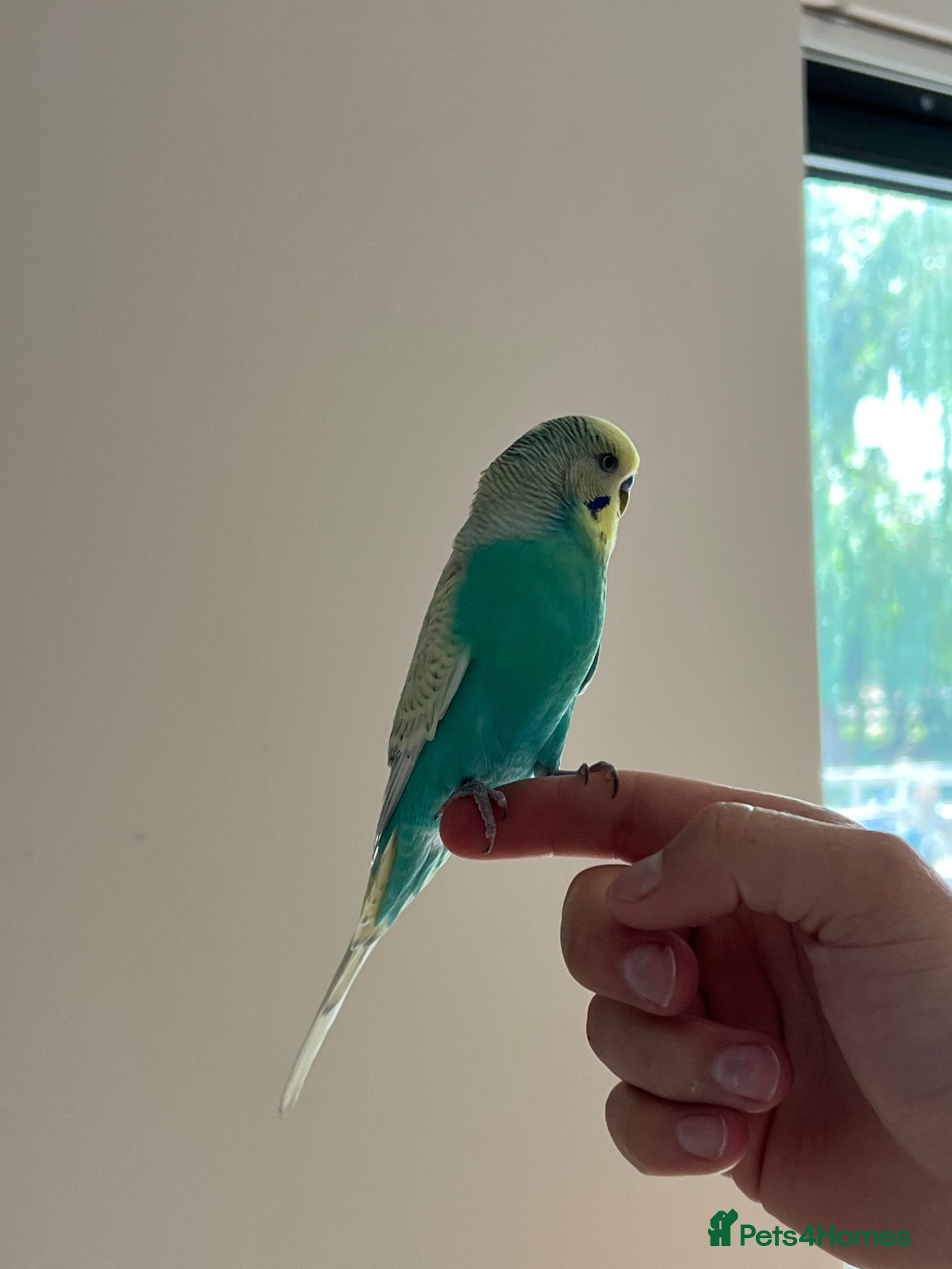 Budgerigars birds Budgies for Sale – Loving Home Needed 🐦 - Advert 1