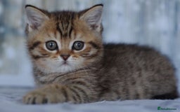 British Shorthair cats for sale: Lovely golden spotted British shorthair kitten. - Image 4