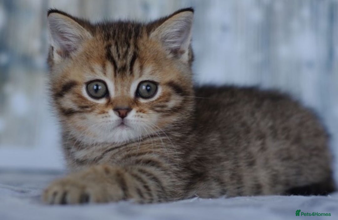 British Shorthair cats for sale: Lovely golden spotted British shorthair kitten. - Image 4