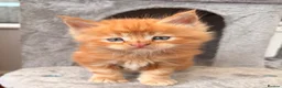Maine Coon cats for sale: Maine coon babies ready to reserve  - Advert 2