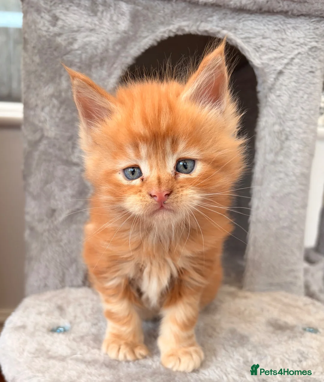 Maine Coon cats for sale: Maine coon babies ready to reserve  - Advert 2