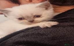 Scottish Fold cats for sale: Very Friendly Kittens, Pedigree Scottish Fold  - Image 18