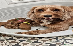Cockapoo dogs for sale: Beautiful PRA F1B puppies - Image 2