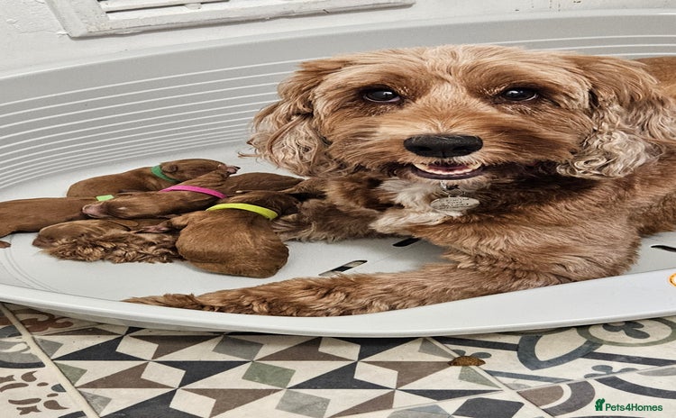 Cockapoo dogs - Advert 7