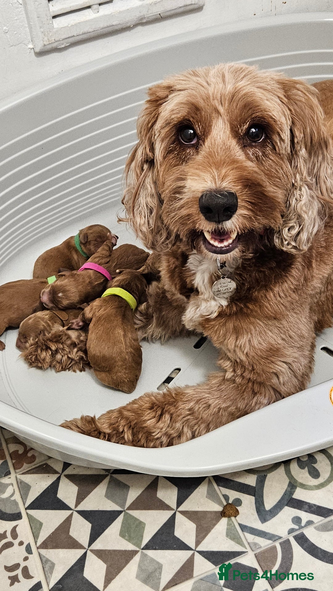 Cockapoo dogs for sale: Beautiful PRA F1B puppies - Image 2