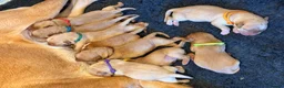 Labrador Retriever dogs for sale: Fox Red Labrador Puppies, Home Reared in Herts in Hitchin - Advert 23