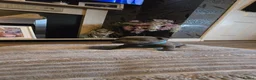 Staffordshire Bull Terrier dogs for sale: 5 beautifully staffy puppies kc registerd  - Advert 24